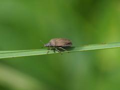 Podops curvidens