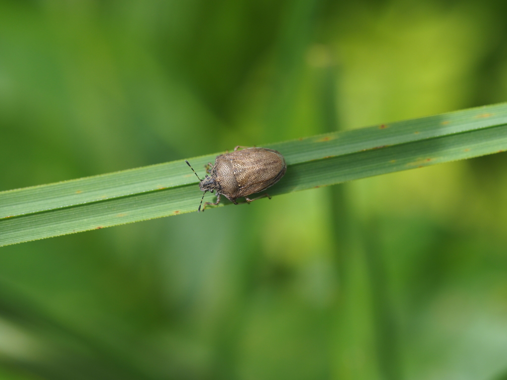 Podops curvidens