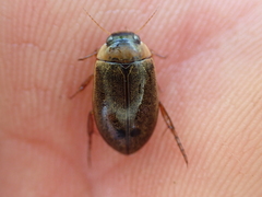 Rhantus consimilis