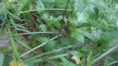 Gryllidea