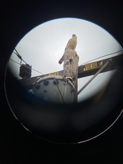 Accipiter cooperii