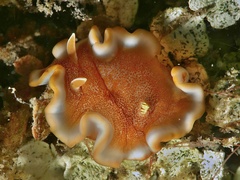 Glossodoris rufomarginata image