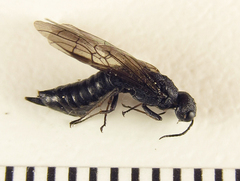 Xiphydria betulae