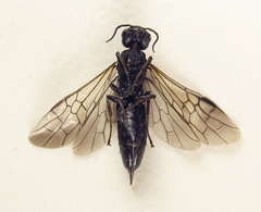 Xiphydria betulae