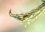 Xiphydria betulae