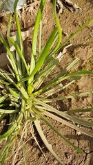 Goodenia fascicularis