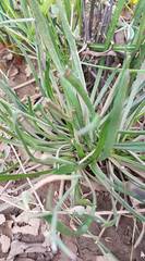Goodenia fascicularis