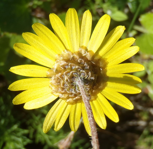 Image of Ursinia serrata by (c) Nicola van Berkel, some rights reserved (CC BY-SA)
