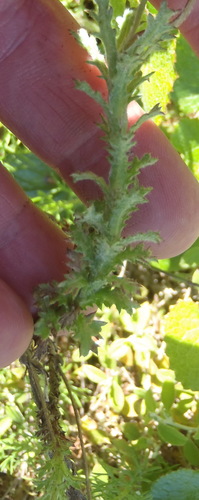 Image of Ursinia serrata by (c) Nicola van Berkel, some rights reserved (CC BY-SA)