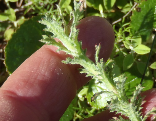 Image of Ursinia serrata by (c) Nicola van Berkel, some rights reserved (CC BY-SA)