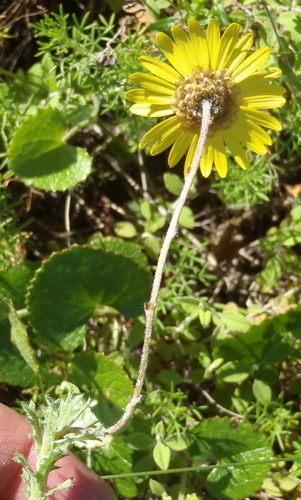 Image of Ursinia serrata by (c) Nicola van Berkel, some rights reserved (CC BY-SA)