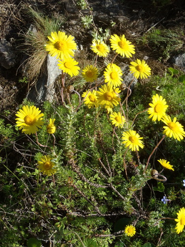 Image of Ursinia serrata by (c) Nicola van Berkel, some rights reserved (CC BY-SA)