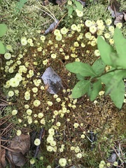 Splachnum luteum