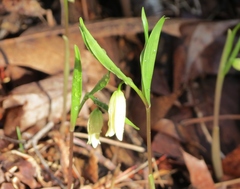 Uvularia puberula
