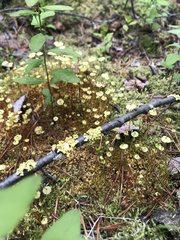 Splachnum luteum
