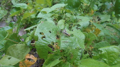 Eneoptera