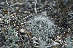 Mammillaria albicoma