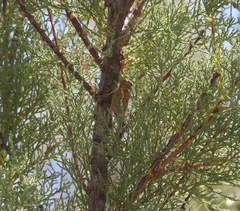 Diceroprocta aurantiaca