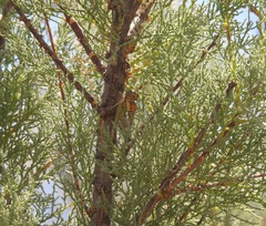 Diceroprocta aurantiaca