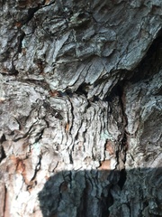 Psenocerus supernotatus