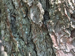 Psenocerus supernotatus