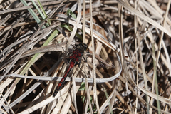 Leucorrhinia borealis