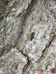 Psenocerus supernotatus