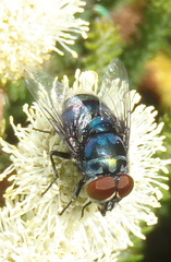 Chrysomya chloropyga