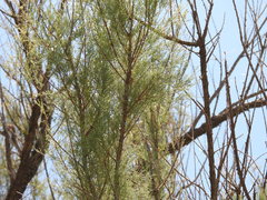 Diceroprocta aurantiaca