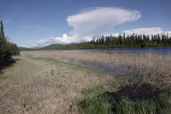 Leucorrhinia borealis