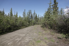 Leucorrhinia borealis