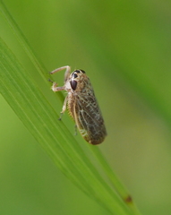 Allygidius abbreviatus