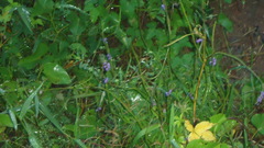 Stachytarpheta angustifolia