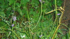 Stachytarpheta angustifolia