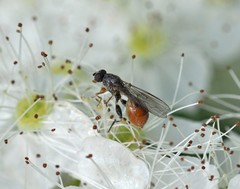 Sphegina