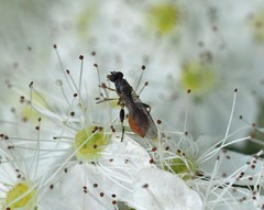 Sphegina