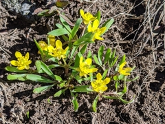 Ranunculus jovis