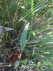 Platanthera peramoena