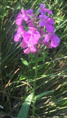Platanthera peramoena