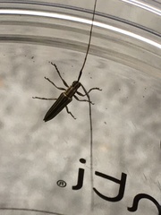 Hippopsis lemniscata