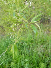 Salix
