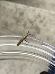 Hippopsis lemniscata