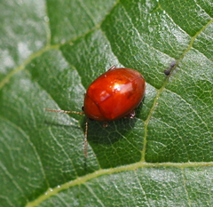 Sphaeroderma testaceum