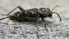 Xylotrechus nauticus
