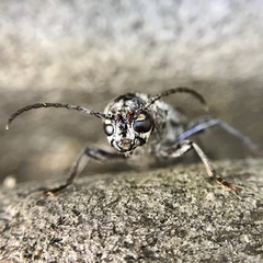 Xylotrechus nauticus