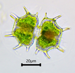 Xanthidium cristatum