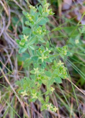 Galium californicum