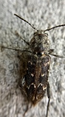 Xylotrechus nauticus