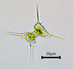 Staurodesmus extensus