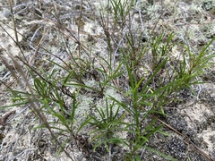 Pityopsis pinifolia